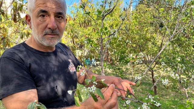 Hatay'da meyve ağaçları sonbaharda çiçek açtı