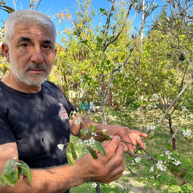 Hatay'da meyve ağaçları sonbaharda çiçek açtı