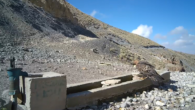 Aksaray'da yaban hayvanları kameraya yansıdı