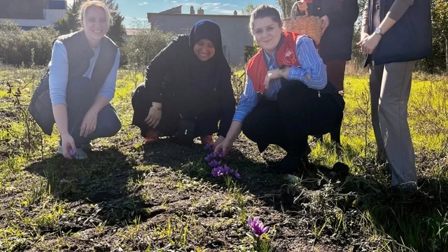 Kırklareli'nde safran hasadı yapıldı