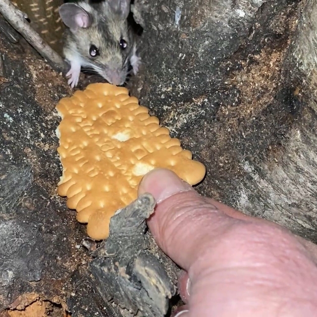 Nesli tükenmekte olan fareyi bisküviyle besledi