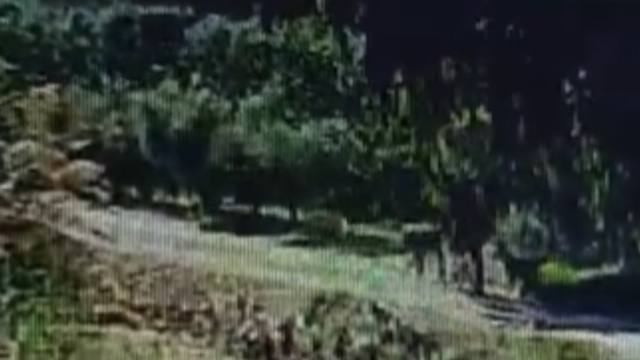 Evin bahçesindeki köpeği çaldı; o anlar kamerada