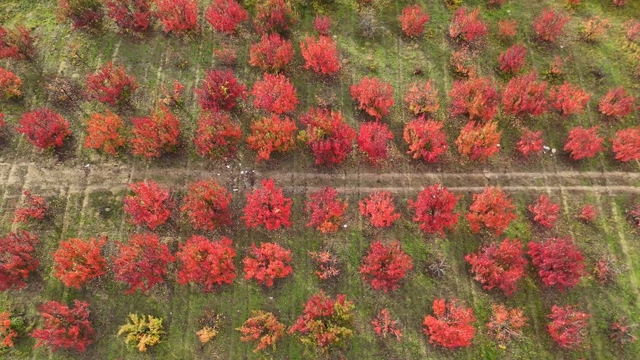 Bursa'daki meyve bahçeleri, sonbahar renklerine büründü