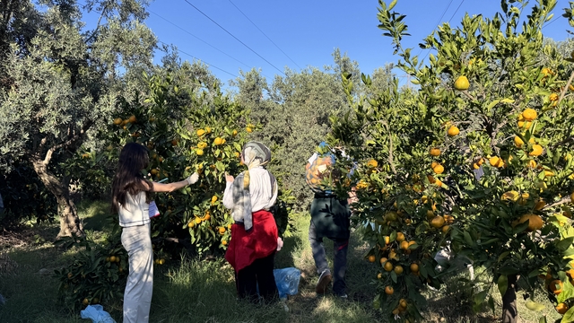 Hatay'da üniversite öğrencileri mandalina hasadına katıldı