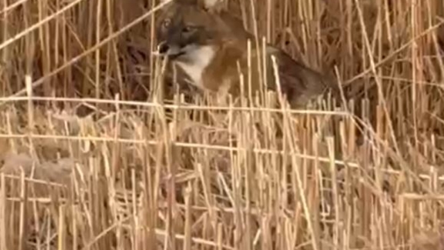 Sultan Sazlığı Milli Parkı'nda çakal görüntülendi