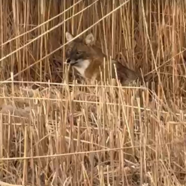 Sultan Sazlığı Milli Parkı'nda çakal görüntülendi