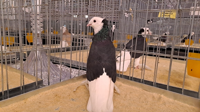 Sakarya'da "6. Tepeli Kostüm Güvercinleri Festivali" düzenlendi