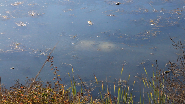 Tokat'ta ehliyetsiz sürücü otomobille gölete düştü