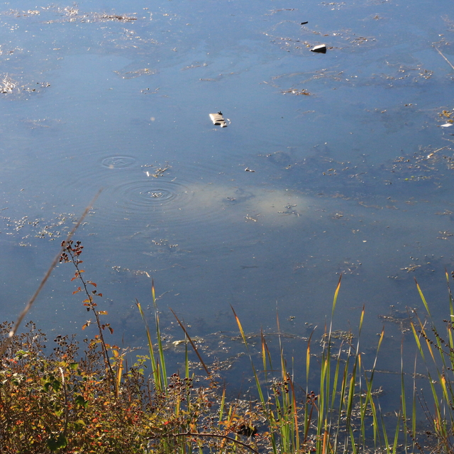 Tokat'ta ehliyetsiz sürücü otomobille gölete düştü