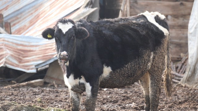 Bolu'da 18 köy ve 4 mahallede şap karantinası
