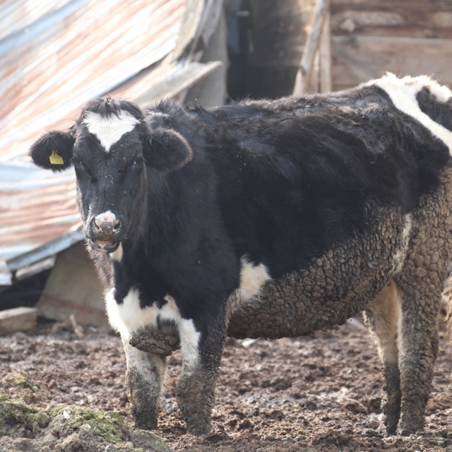 Bolu'da 18 köy ve 4 mahallede şap karantinası