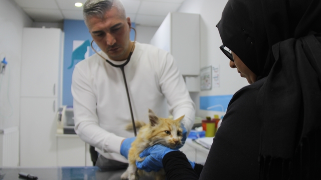 Sivas'ta kedi AIDS'ine rastlandı, uzmanı 'kontrol' uyarısı yaptı