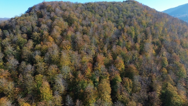 Samsun'da Yunt Dağı güz sarısına boyandı