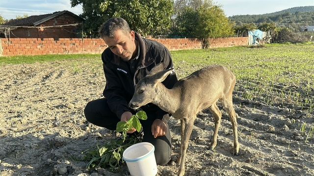 Yavru karacayı 5 aydır elleriyle besliyor