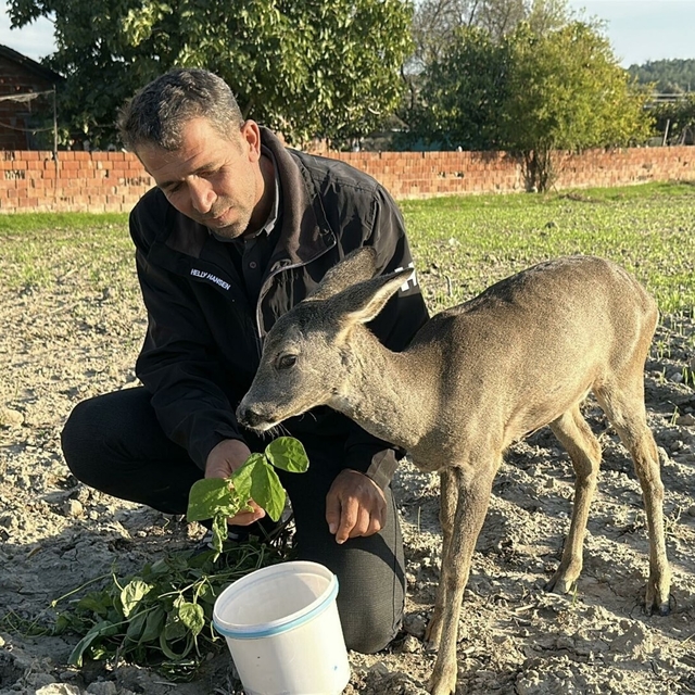 Yavru karacayı 5 aydır elleriyle besliyor