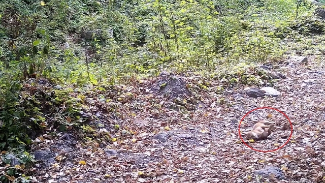 Çakal, fotokapana yakalandı