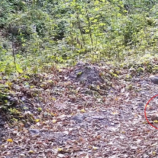 Çakal, fotokapana yakalandı