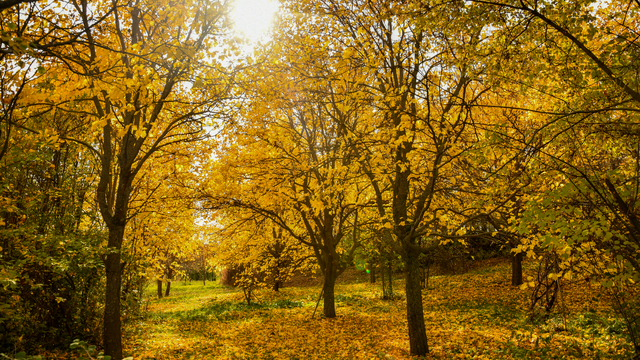 Giresun'da dut bahçeleri sonbahar renklerine büründü