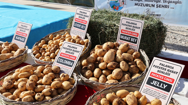 Darende'de "Yerli Patates Tohum Şenliği" düzenlendi