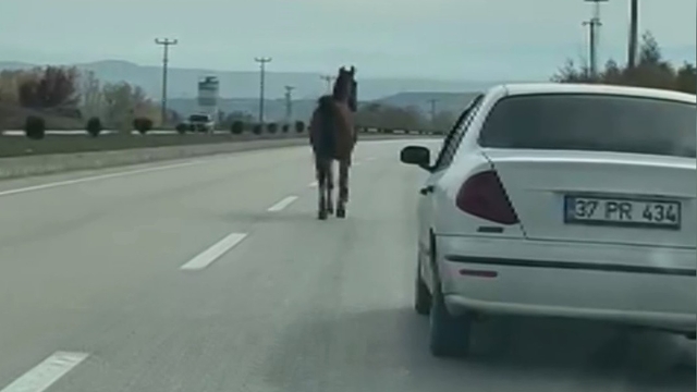 Başıboş at, trafiği tehlikeye düşürdü