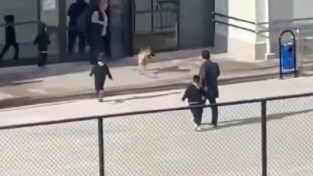 Okul bahçesine girip, öğrencilere doğru koşan köpek tedirginliğe neden oldu