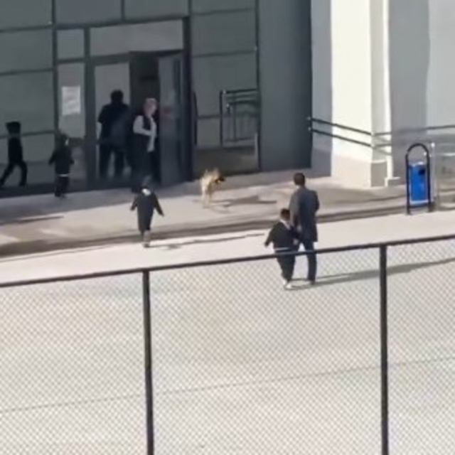 Okul bahçesine girip, öğrencilere doğru koşan köpek tedirginliğe neden oldu