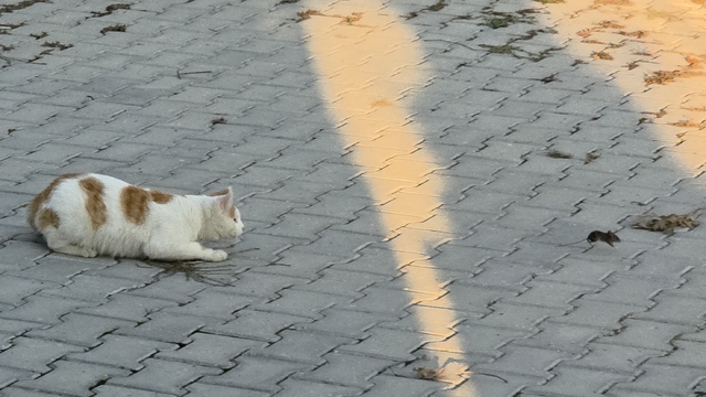 Amasya'da kedi ile farenin oyunu ilgi çekti