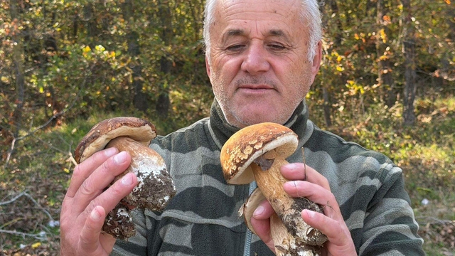 Kuraklık nedeniyle Istranca Ormanları'nda mantar popülasyonu azaldı, kilosu 500 TL'ye çıktı