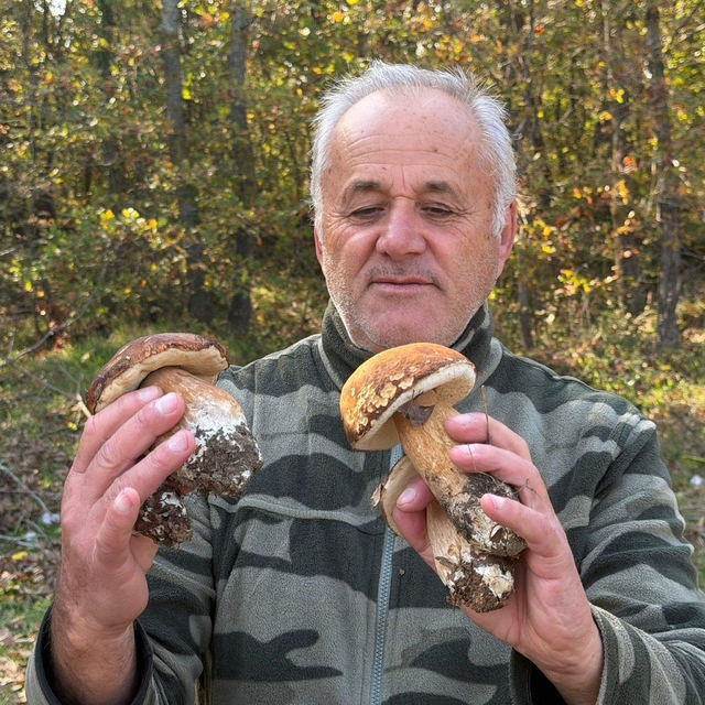 Kuraklık nedeniyle Istranca Ormanları'nda mantar popülasyonu azaldı, kilosu...