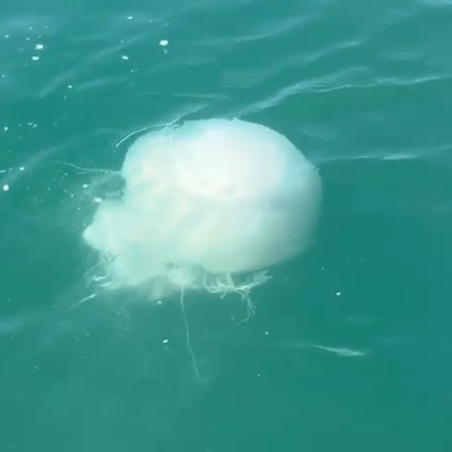 İskenderun Körfezi'nde zehirli denizanası popülasyonu ve zehirlenme vakalar...