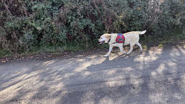 Kastamonu'da kaybolan anne ve oğlunu arama çalışmaları devam ediyor