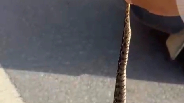 'Engerek' yılanını kuyruğundan yakalayıp, doğaya bıraktı; o anlar kamerada