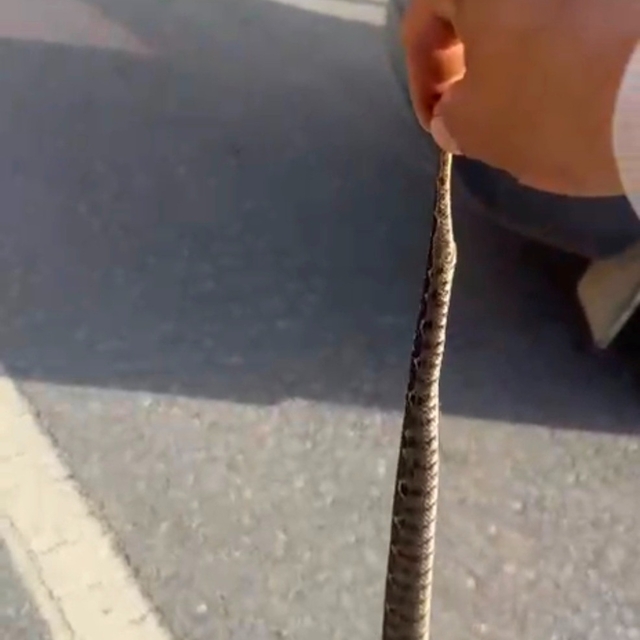 'Engerek' yılanını kuyruğundan yakalayıp, doğaya bıraktı; o anlar kamerada