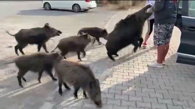 Beslemeye çalıştığı yaban domuzu, tatilcinin kolunu ısırdı; o anlar kamerada