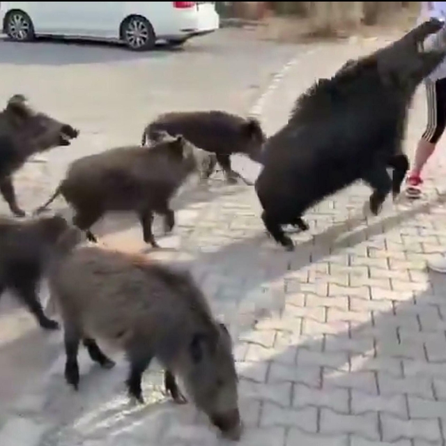 Beslemeye çalıştığı yaban domuzu, tatilcinin kolunu ısırdı; o anlar kamerad...