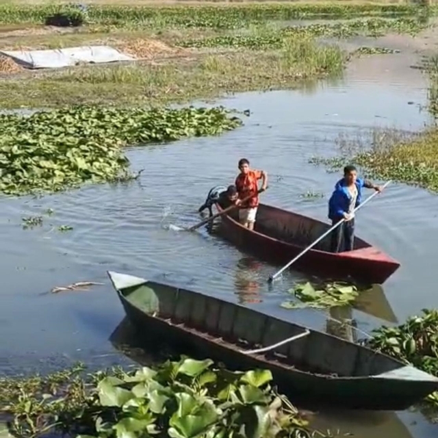 Asi Nehri'ni ve gölü kaplayan su sümbülleri, dekoratif ürünlere dönüştürüle...