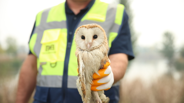 Sakarya'da ağaçtaki olta misinasına takılan peçeli baykuş kurtarıldı