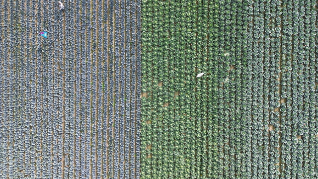 Bafra Ovası'nda sebze tarla günü etkinliği yapıldı