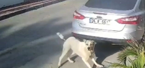 Havladığı gerekçesiyle köpeği vurup öldüren emekli polis hakkında 'yakalama...