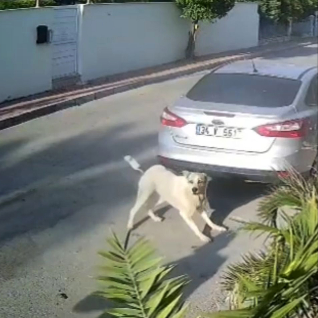 Havladığı gerekçesiyle köpeği vurup öldüren emekli polis hakkında 'yakalama...