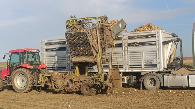Edirne'de pancar hasadı devam ediyor
