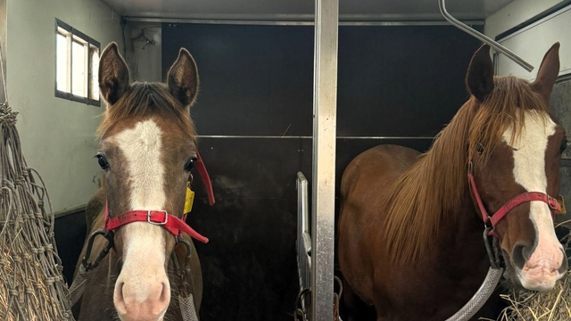 Kırklareli'nde canlı hayvan ve hayvansal ürünlerin nakilleri denetlendi