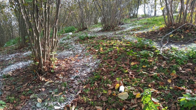 Akçaabat Ziraat Odası Başkanı Eyüpoğlu'ndan fındık üreticilerine bakım uyarısı