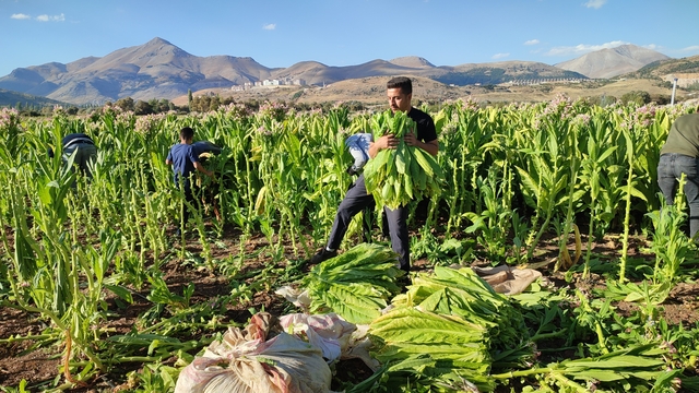 Hasadına başlayan Çelikhan tütününde 8 bin ton rekolte bekleniyor