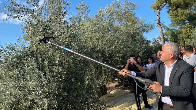 Muğla'daki Hyllarima Antik Kenti'nde zeytin hasadı yapıldı