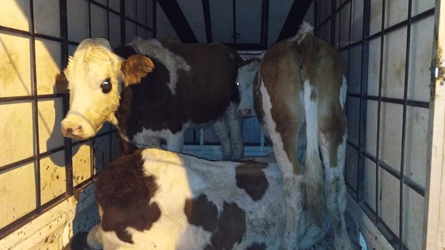 Muş'ta çalıntı 3 büyükbaş hayvanla yakalanan şüphelilerden biri tutuklandı