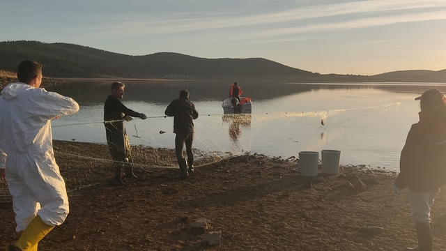Hayalet ağa takılan 500 balık, canlı olarak kurtarıldı