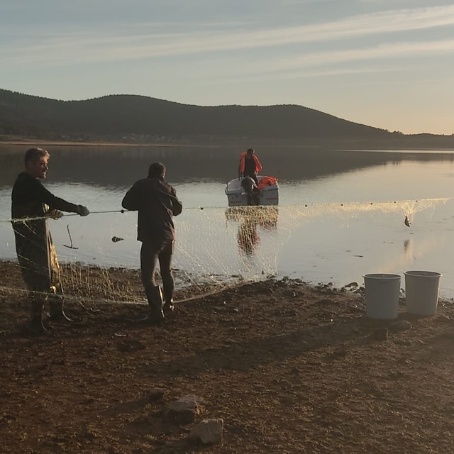 Hayalet ağa takılan 500 balık, canlı olarak kurtarıldı