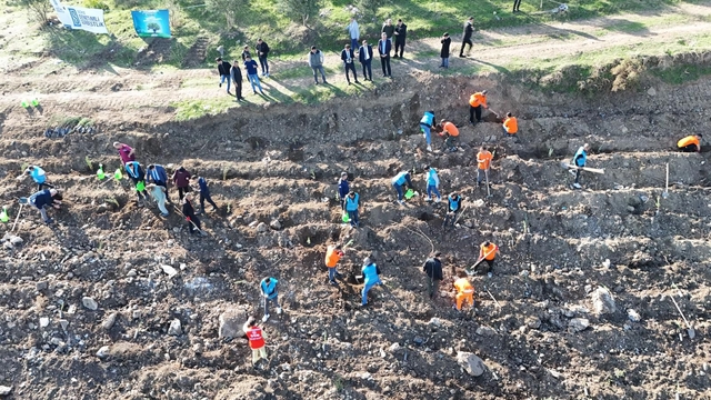 Söke'de yükümlüler fidan dikti