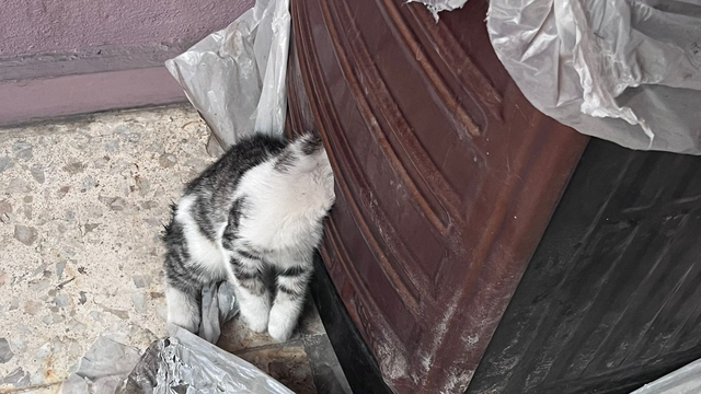 Adana'da başını sobaya sıkıştıran kediyi itfaiye ekibi kurtardı